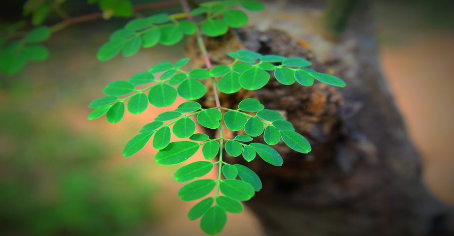 Moringa to wiecznie zielona roślina tropikalna, która wykazuje szereg cennych właściwości, m.in. może działać przeciwbakteryjnie i antyoksydacyjnie.
