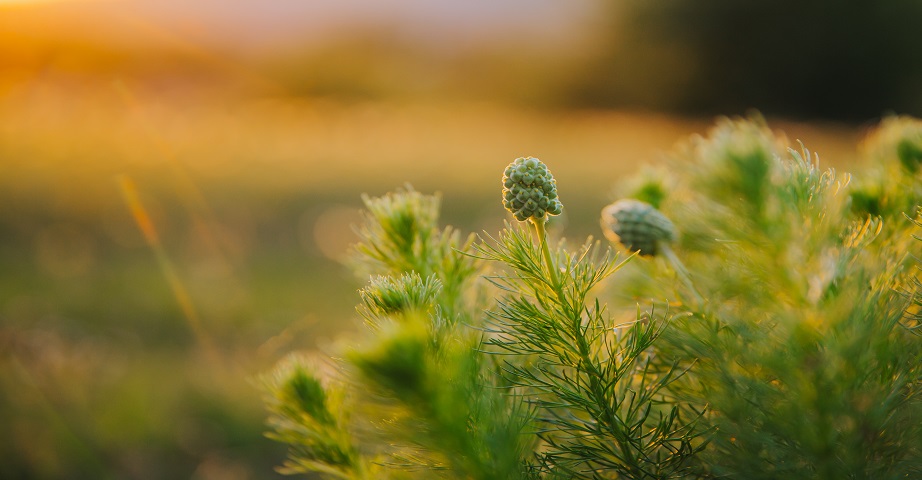 Adonis vernalis, or spring adonis, is a perennial, which in Poland is subject to strict species protection. It is a plant that supports the work of the cardiovascular system, but due to the fact that it is highly poisonous, it can be consumed only under the supervision of a doctor.