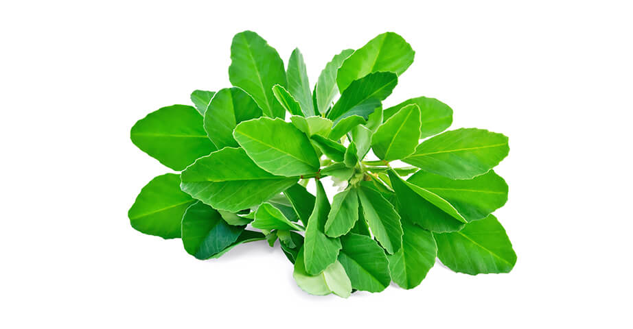 Fenugreek seed powder as well as dried fenugreek leaves are useful in the kitchen as spices. Its seeds are an ingredient in spicy sauces such as curry.