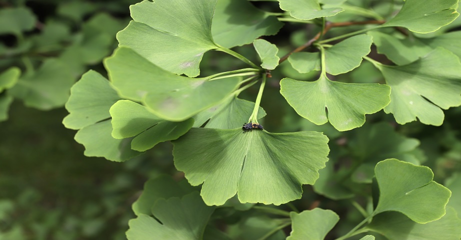 Miłorząb japoński, zwany Ginkgo biloba, a także miłorząb dwuklapowy, to długowieczne drzewo, żywa skamielina, która ze względu na zawartość związków, takich jak m.in. ginkoflawonoglikozydy czy laktony terpenowe, wykazuje szereg korzystny właściwości i może działać przeciwutleniająco, przeciwzapalnie, a także wykazywać działanie przeciwmiażdżycowe.