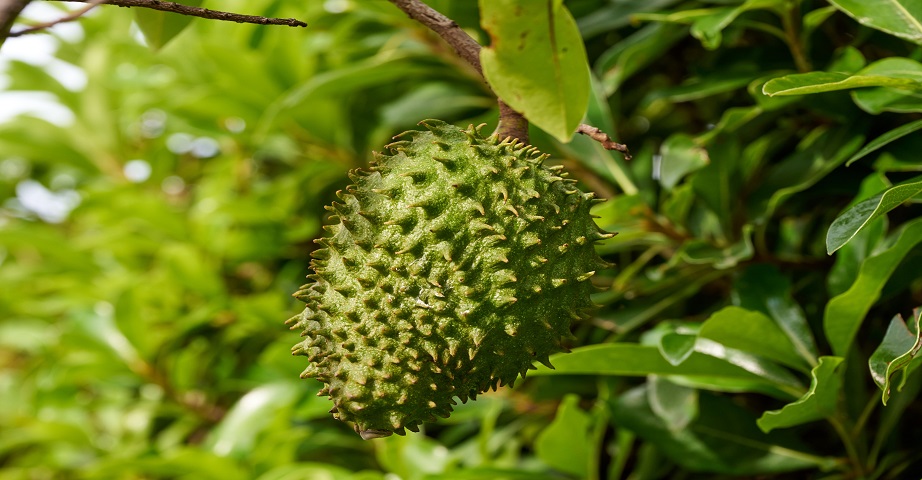 The soursop is a fruit that grows in South American and African countries, hardly available in Poland. However, in Europe, can be found products from the guanabana, such as the soursop juice.