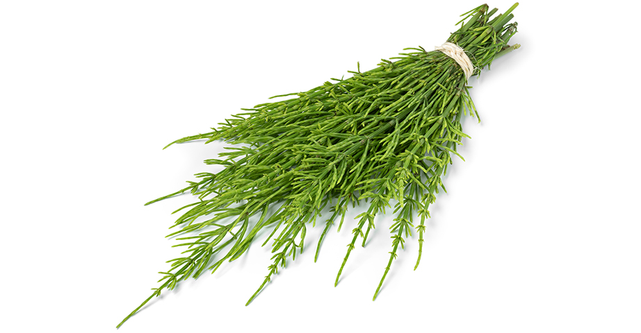 Properties of field horsetail. What vitamins and minerals does field horsetail provide?