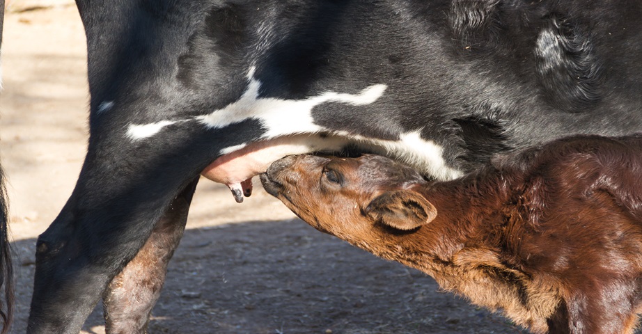 Jak wybrać dobre colostrum? Siara kozia czy bydlęca, którą wybrać?