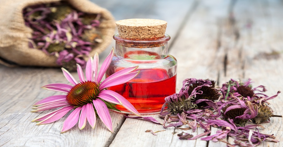 Echinacea purpurea w postaci płynu, jak również w formie proszku czy tabletek należy stosować krótkoterminowo, aby nie doprowadzić do wystąpienia skutków ubocznych.