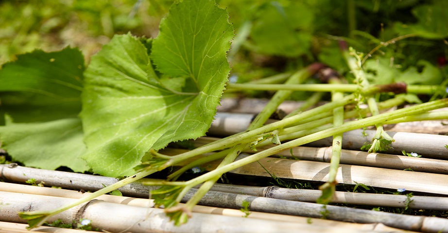 The butterbur has characteristic, huge leaves, which together with the rhizome of the plant are used in migraines, asthma and allergies as a means of potentially health-promoting action.