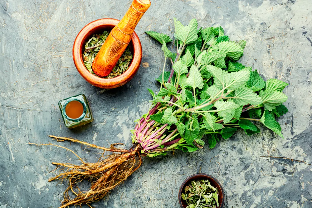  liscie-melisy-lekarskiej