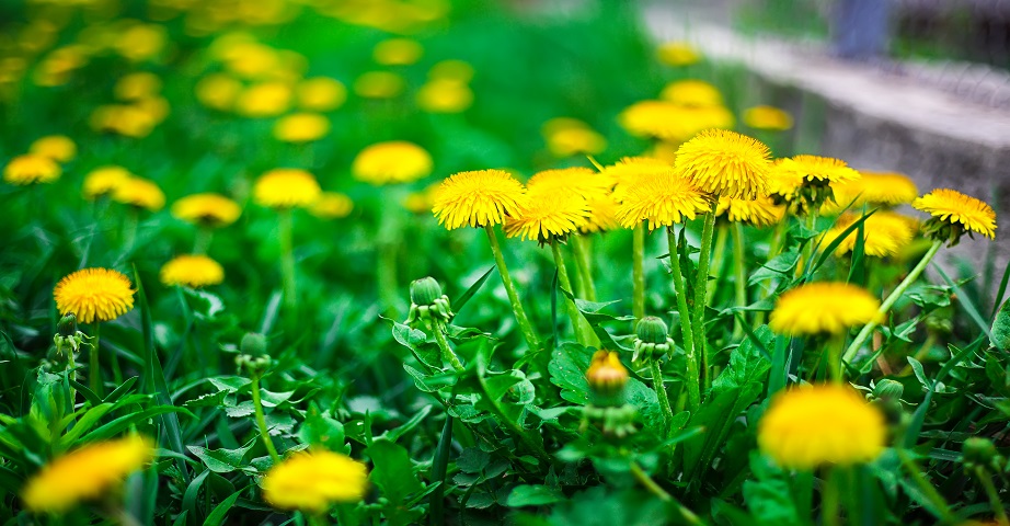 Dandelion and field milk thistle - are they the same plant? How is dandelion different from field milk thistle?