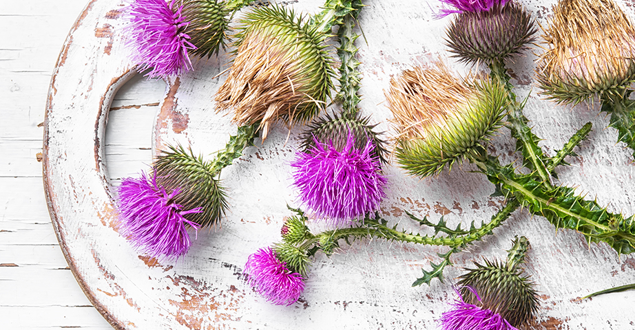 Distel und Gewichtsabnahme - hat sie eine abnehmende Wirkung? Ist die Anwendung der Mariendistel sicher?