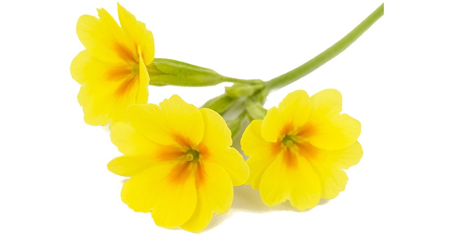 Evening primrose oil for healthy skin