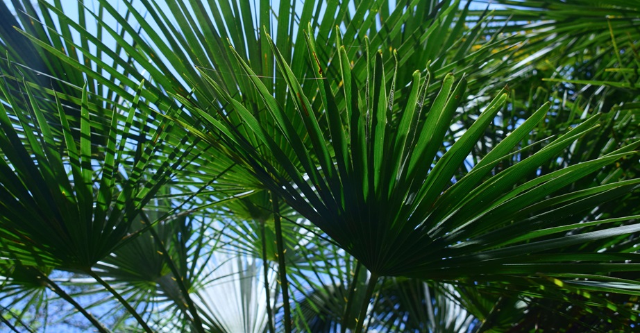 Palma sabałowa, znana jako saw palmetto, to roślina z Ameryki Północnej, której owoce wyróżniają się bogactwem cennych składników, co sprawia, że mogą łagodzić łysienie androgenowe oraz przerost prostaty.