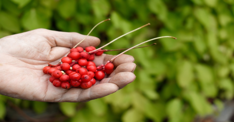 Schisandra chinensis, znana jako cytryniec chiński to roślina o czerwonych jagodach, która wykazuje szereg cennych właściwości. To adaptogen o działaniu antyoksydacyjnym, który może wspierać układ nerwowy.