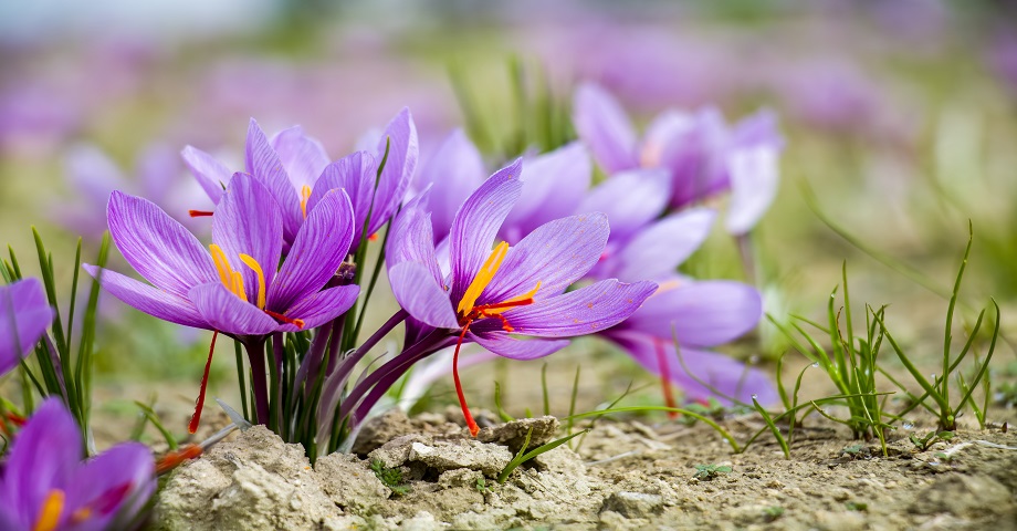 Saffron-properties. What act does this plant have? What does saffron work for?