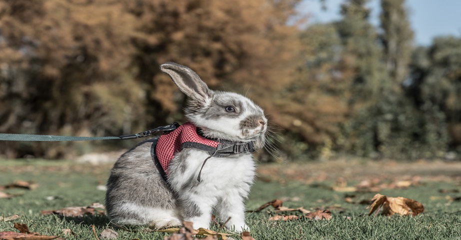 Królik z szelkami na smyczy może brać udział w rabbit jumping, czyli popularnych w Szwecji wyścigach królików.