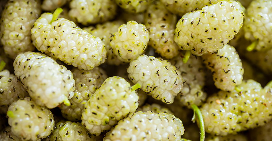 White mulberry tea and other supplements. Do they support people with diabetes?