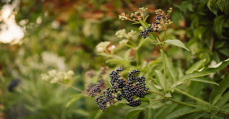 Czarny bez (z ang.elderberry) to roślina, która może pozytywnie wpływać m.in. na odporność organizmu.