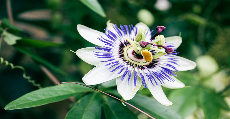 Passiflora, zwana również męczennicą, to roślina, która może wykazywać właściwości uspokajające, a także przeciwlękowe.