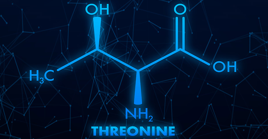Treonina należy do gripy organicznych związków chemicznych, które są podstawowymi budolcami peptydów i białek.