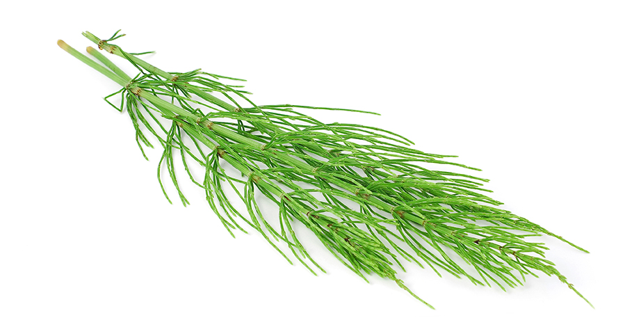 Horsetail - more than just help for your hair and nails