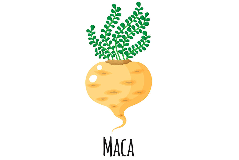Maca - Peruvian adaptogen and superfood combined