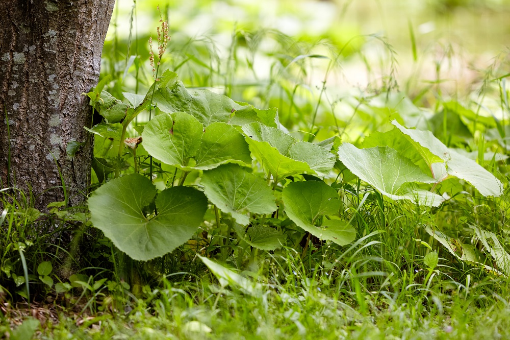 Butterbur - characteristics and health-promoting properties of perennial 