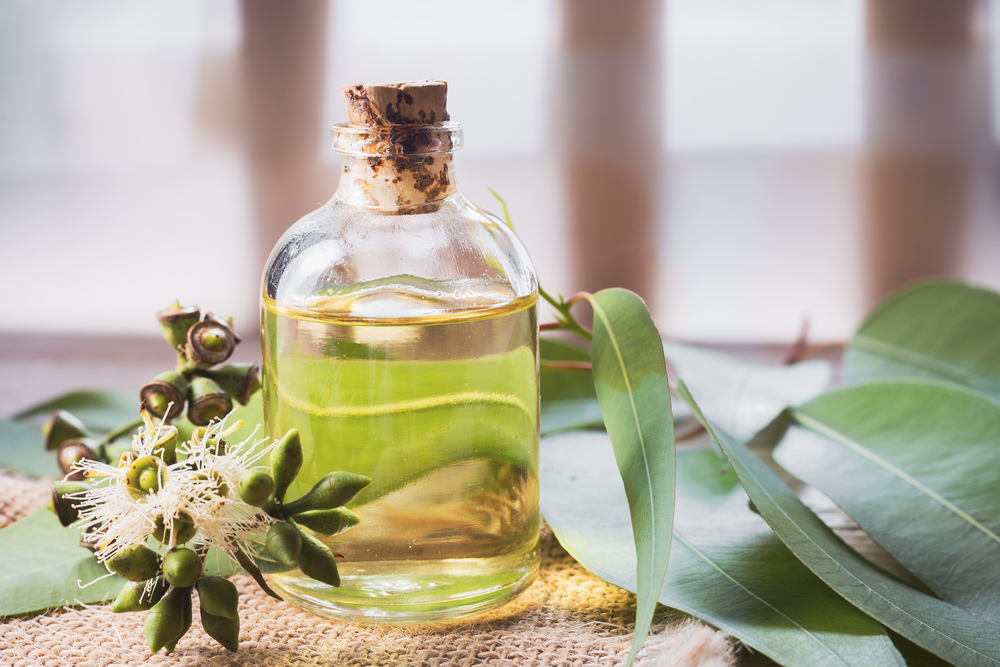 Eucalyptus oil – what is it used for and how does it work? Discover its remarkable properties!