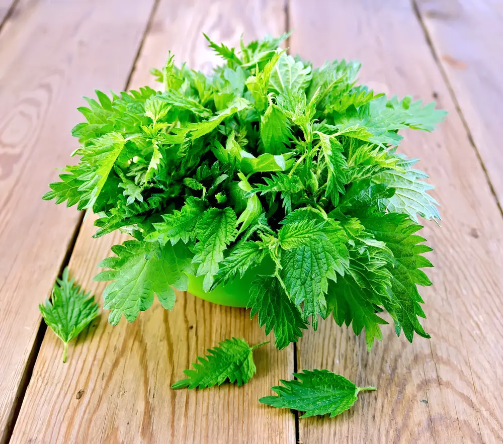 Common Nettle – Properties and Effects