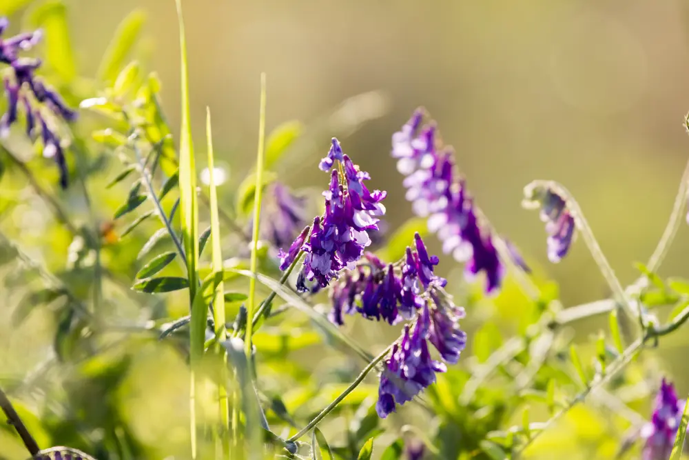 Lucerna siewna (alfalfa) – właściwości, zastosowanie i suplementacja